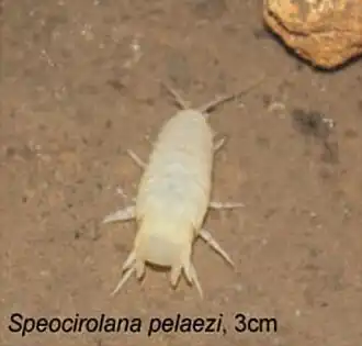 Speocirolana pelaezi