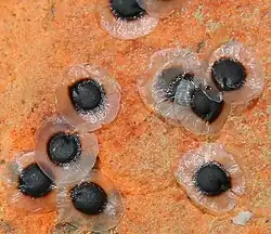 Vleugels bij zaad van vijfhelmige spurrie