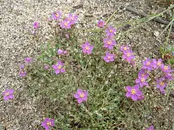 Spergularia rupicola