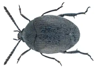 Spermophagus sericeus