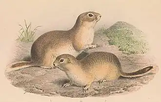 Spermophilus alashanicus