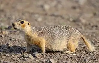 Spermophilus major