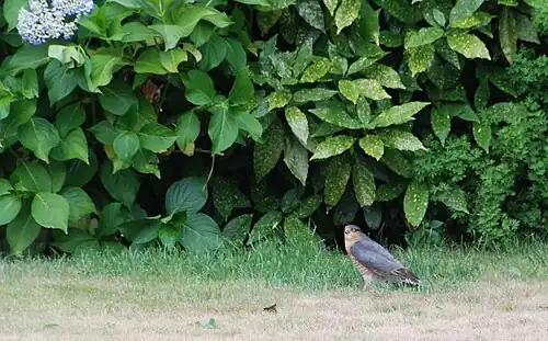 Sperwer in Kruiskouter Mere (nabij Blauwbos - Molenbeekvallei)