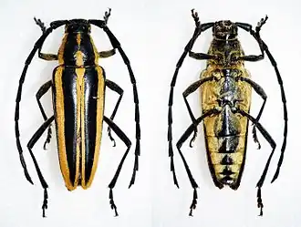 Sphaenothecus trilineatus