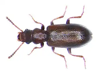 Sphaeriestes castaneus