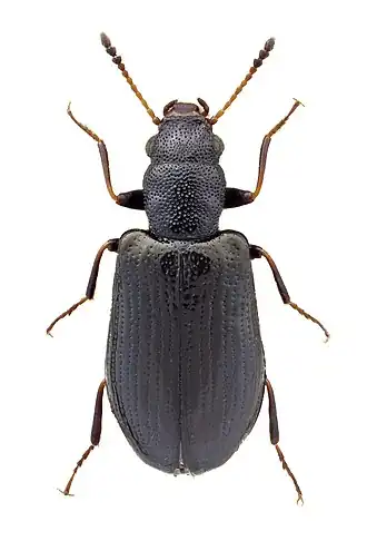 Sphaeriestes stockmanni