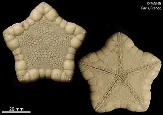 Sphaeriodiscus bourgeti
