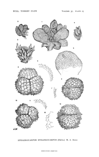 Gestekeld blaasjesmos