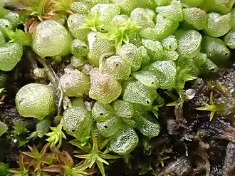 Gestekeld blaasjesmos