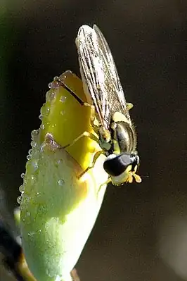 Kleine gevlekte langlijf
