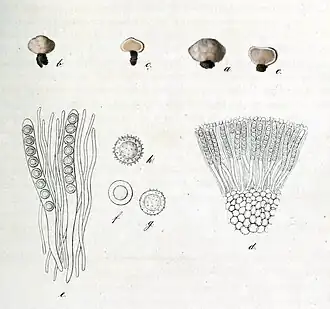 Sphaerosoma (schimmelgeslacht)
