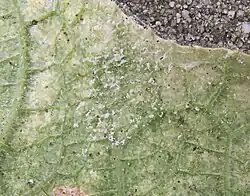 Achterzijde blad closeup van komkommer