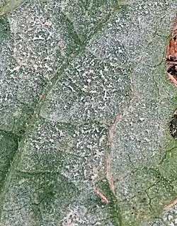 Echte meeldauw op achterkant blad closeup