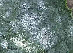 Echte meeldauw op voorkant blad van courgette, closeup