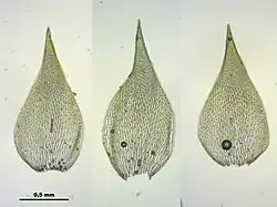 Takladeren van uitgebeten veenmos