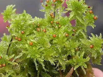 Kapselend exemplaar van zacht veenmos