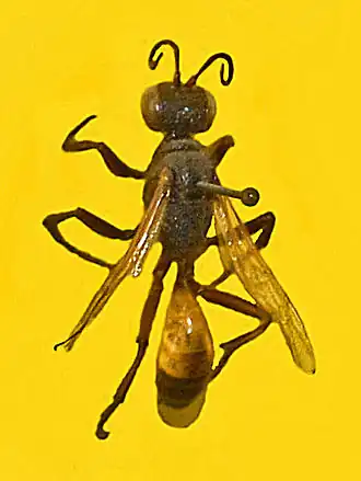 Ruige aardrupsendoder