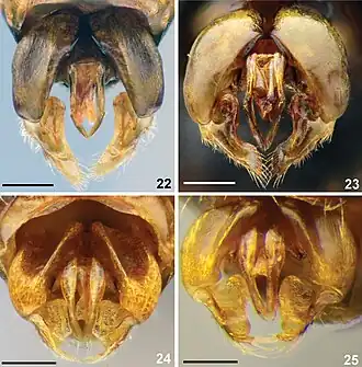 Sphecodes atlanticus