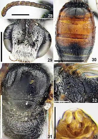 Sphecodes chaprensis
