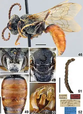 Sphecodes distinctus