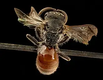 Sphecodes fattigi