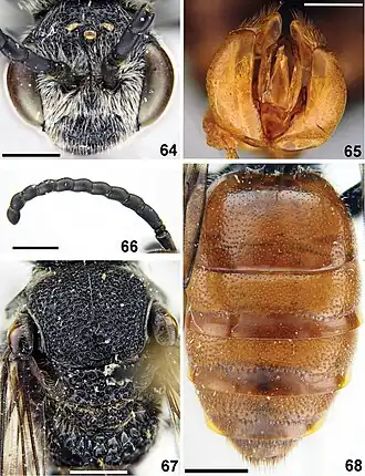 Sphecodes fumipennis