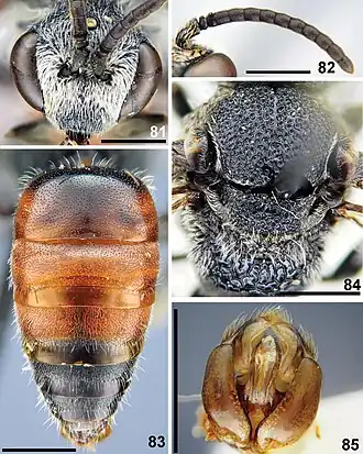 Sphecodes kershawi