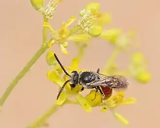 Sphecodes olivieri