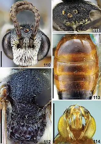 Sphecodes samarensis