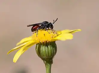 Sphecodopsis