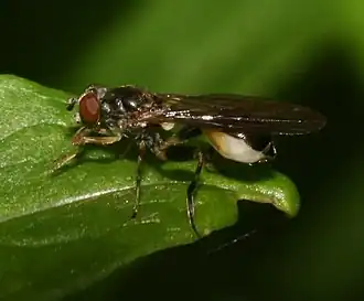 Gewone bronzweefvlieg