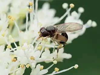 Sphegina keeniana