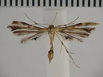 Sphenarches anisodactyla