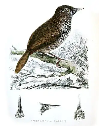 Oostelijke wigsnaveltimalia