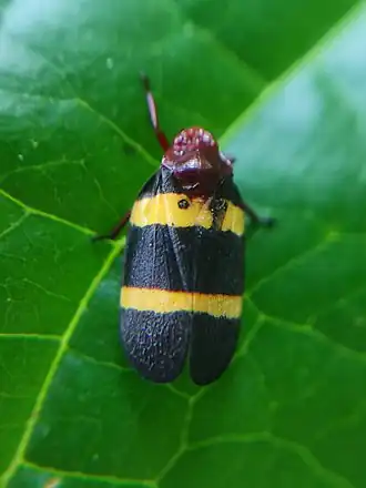 Sphenorhina rubra