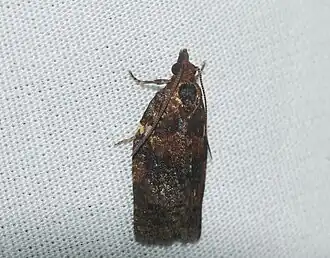 Spheterista pleonectes