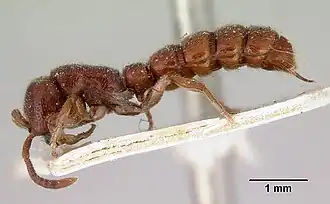 Sphinctomyrmex froggatti