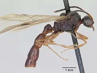 Sphinctomyrmex furcatus