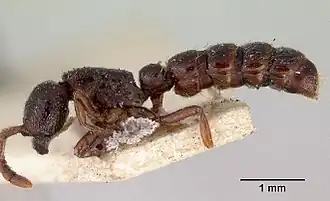 Sphinctomyrmex nigricans