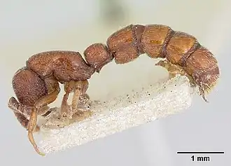 Sphinctomyrmex septentrionalis