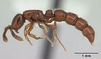 Sphinctomyrmex stali