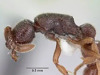Sphinctomyrmex steinheili