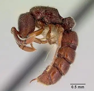 Sphinctomyrmex trux