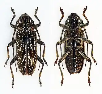 Sphingnotus dunningi