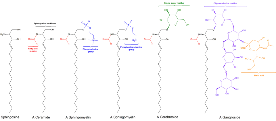 De afbraak van tyrosine tot acetoazijnzuur en fumaraat