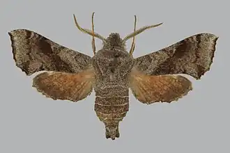 Sphingonaepiopsis ansorgei