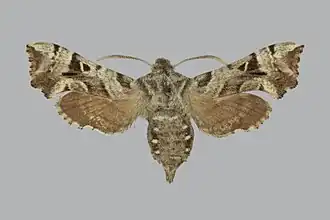 Sphingonaepiopsis gorgoniades