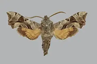 Sphingonaepiopsis kuldjaensis