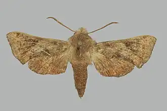 Sphingonaepiopsis obscurus