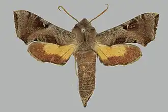 Sphingonaepiopsis pumilio